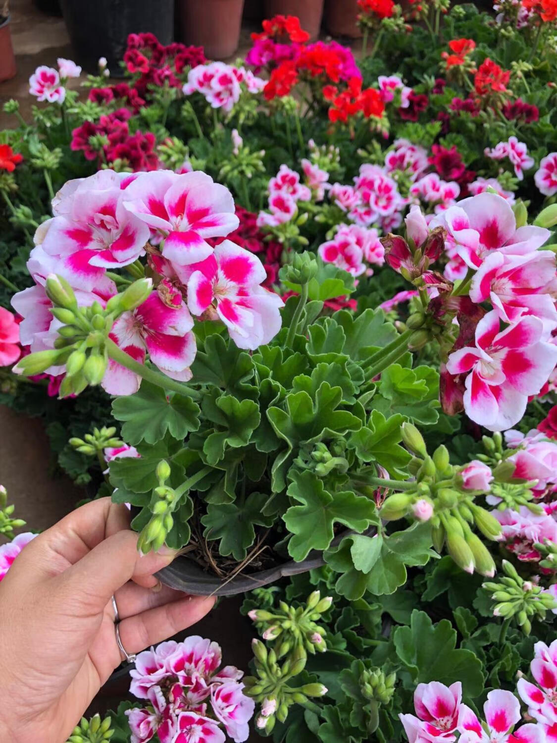 白飞溅天竺葵盆栽白飞溅天竺葵盆栽白飞溅天竺葵盆栽白飞溅天竺葵 19.