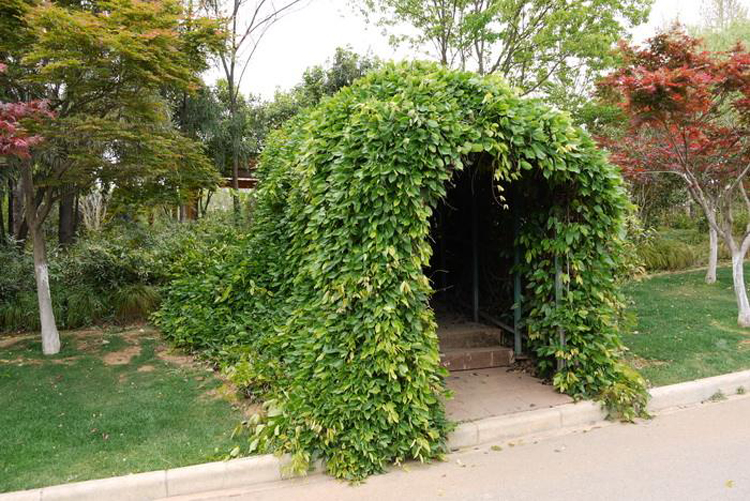 四季常青爬藤类攀援植物树种牛马藤大血藤雀儿花种子 种子油麻藤 半斤