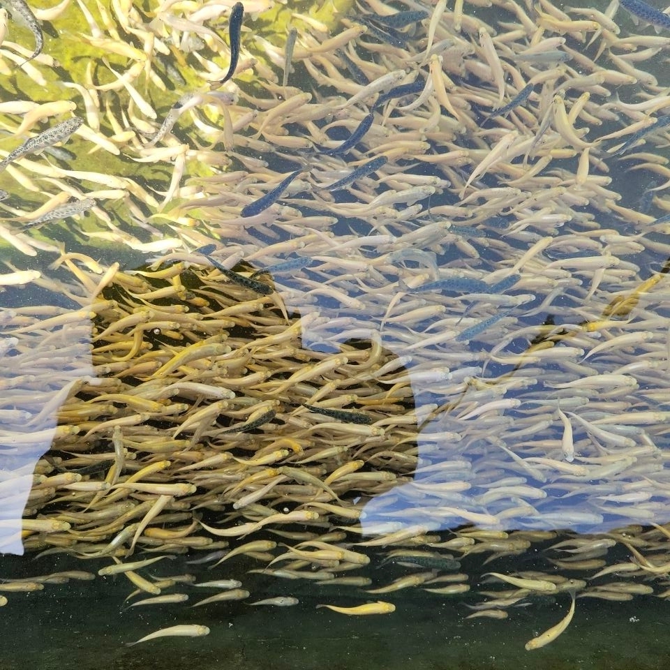 虹鳟鱼苗三文鱼苗淡水养殖食用鱼活体金鳟鱼苗原生鱼稀有观赏鱼虹鳟57