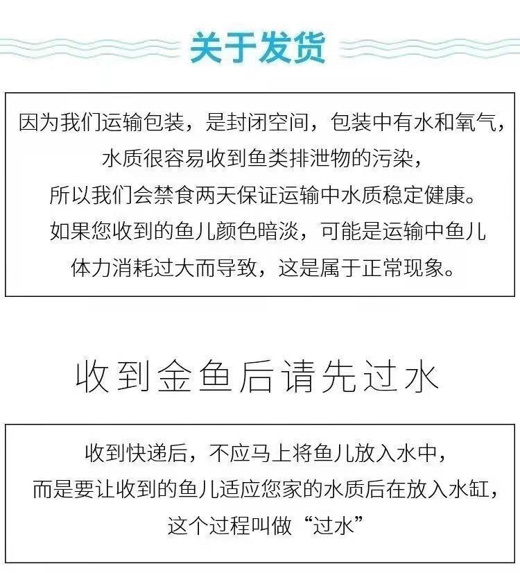 兰寿金鱼价格 价格表图片