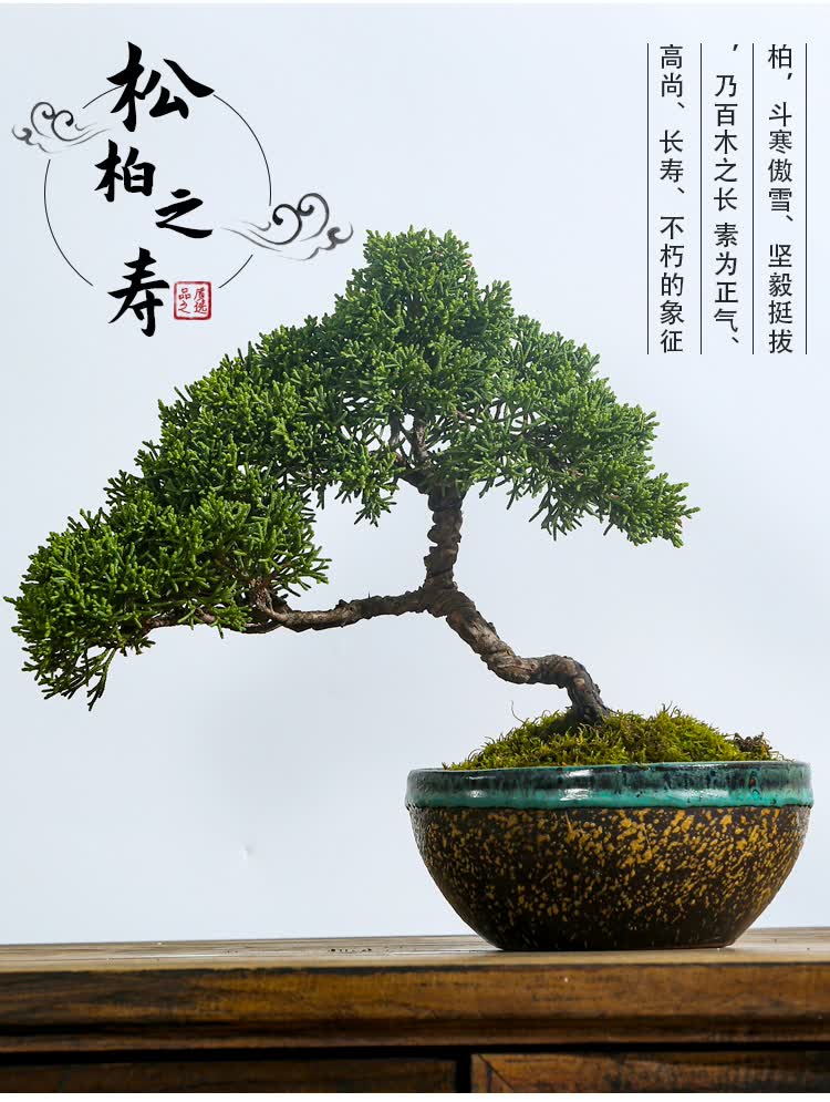 日本八房宫阪系鱼川真柏盆景小品盆栽新款造型桩阳台绿植直销 紫红色