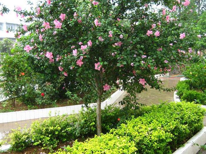 庭院大型木槿花苗大花浓香重瓣木槿阳台盆栽花卉植物耐寒室外花苗 花