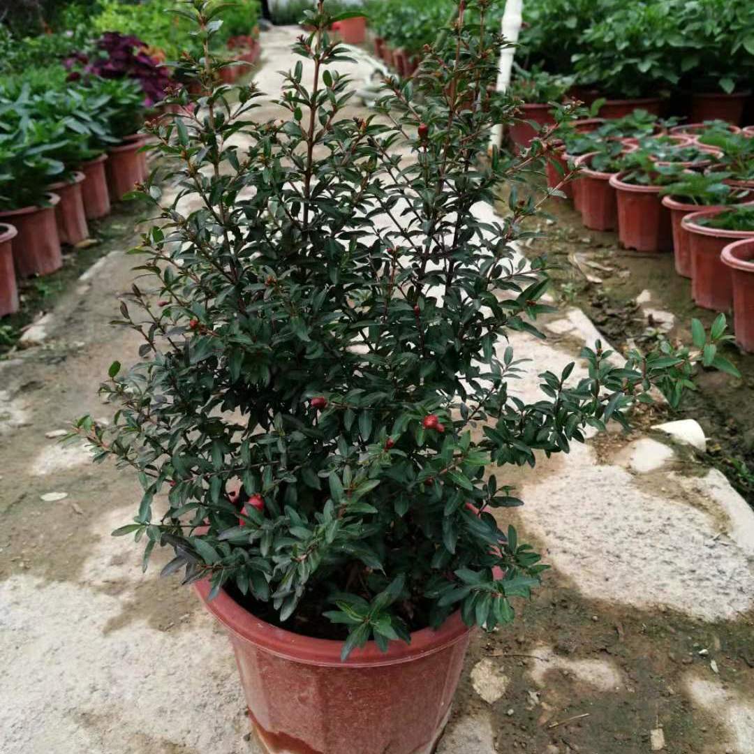 江影清潮汕喜庆红花石榴花仙草抹草小槐花阳台庭院盆栽带土发货 仙草