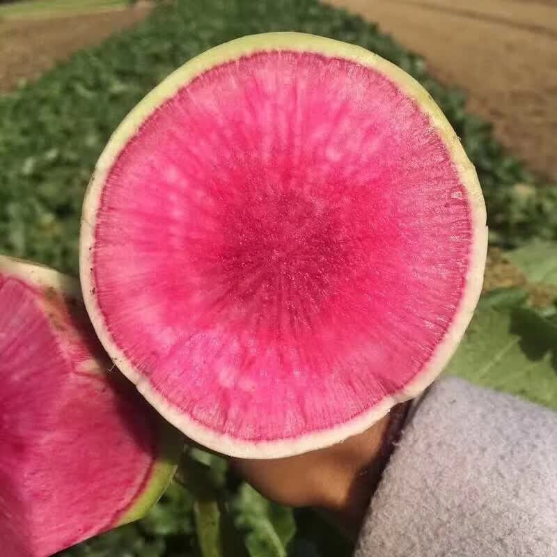 坏果包赔绿皮红心胡萝卜水果萝卜2021新鲜蔬菜3斤17斤