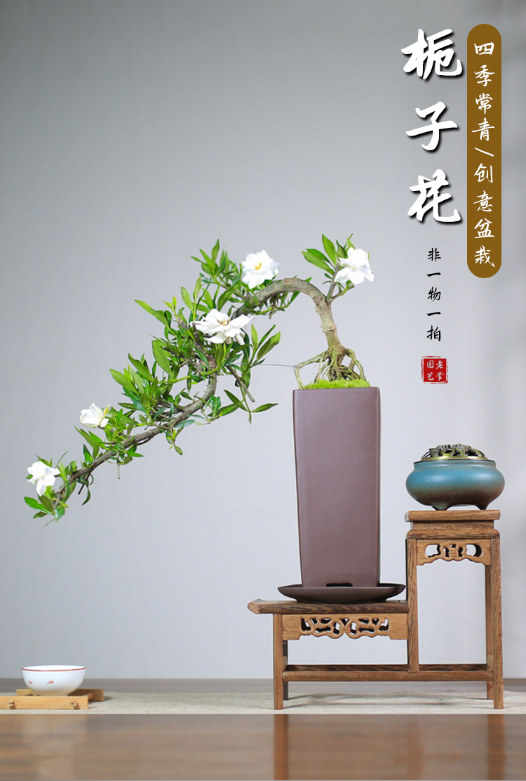 栀子花盆景小叶悬崖造型老桩盆栽绿植花卉办公桌净化空气室内阳台手工