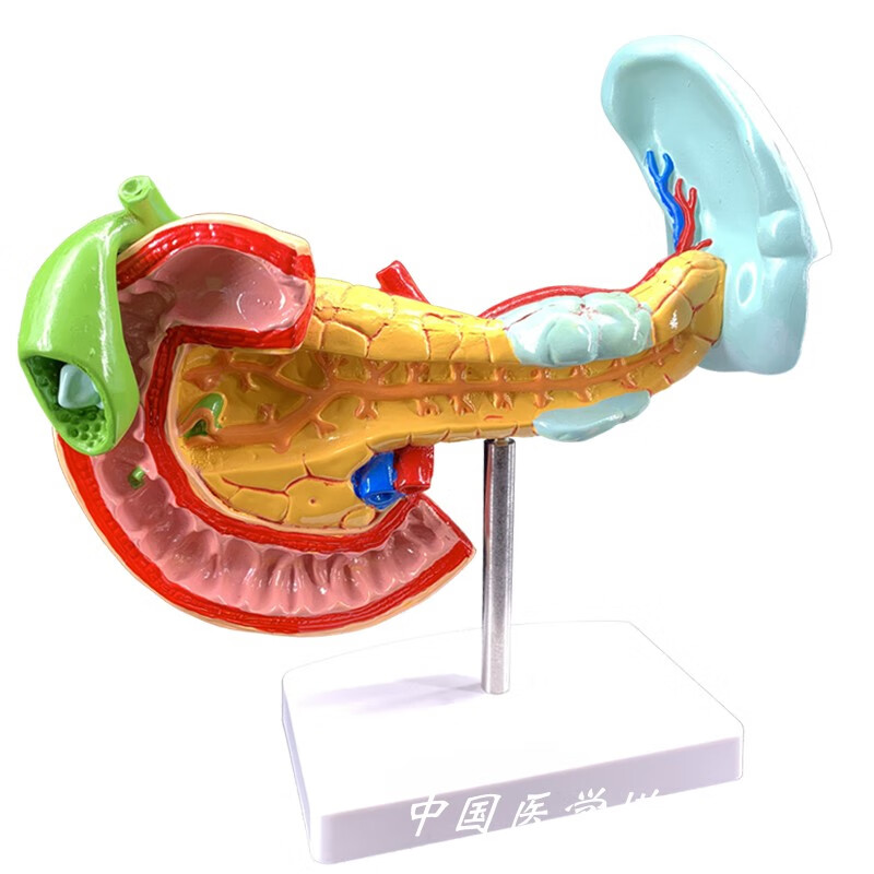 教學仿真病理胰脾肝膽十二指腸模型1:1自然大普通胰腺內臟標本 病理脾