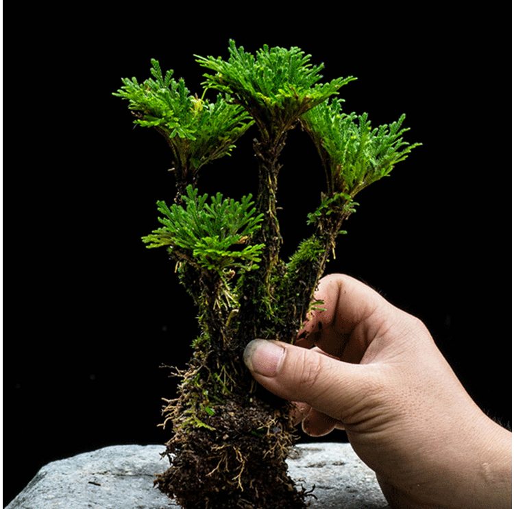 熟桩卷柏九死还魂草盆景假山吸水石造景绿植物花卉好养室内小盆栽大叶