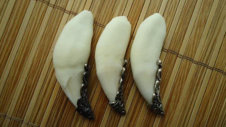 默奢 真青藏高原藏獒牙 狼狗牙 黑 男士项链吊坠 5.8左右顶级藏獒牙