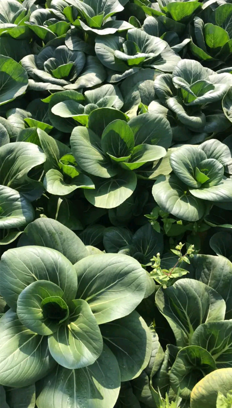 颜集卉抗热688小油菜青梗菜种子四季耐热耐寒油菜小青菜蔬菜种子耐