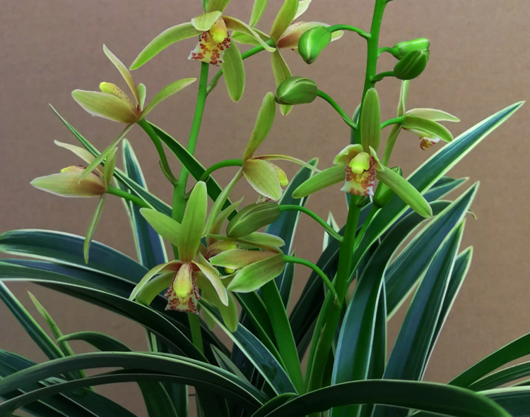 兰花【金凤冠】金边矮种盆栽室内花卉四季浓香绿植兰花苗 仙山红5苗