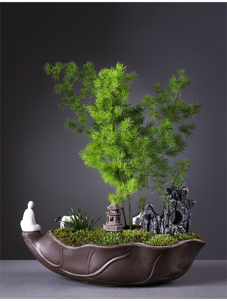 常青装饰旺财植物送礼好养盆景花 扇形盆-人间仙境-蓬莱松盆景【图片