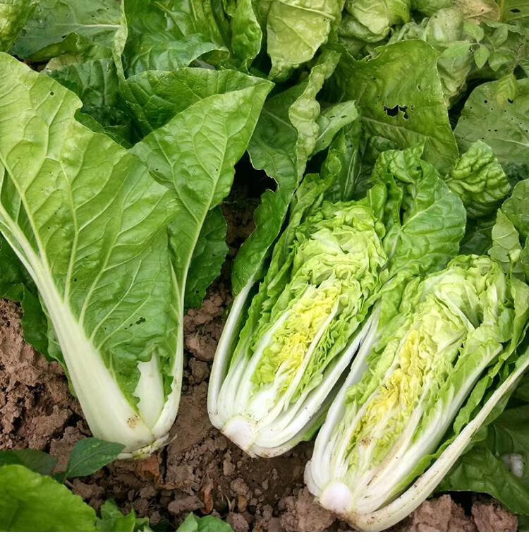 20天四季速生耐热耐抽苔白菜种子快菜种子大小白菜蔬菜阳台小院 20天