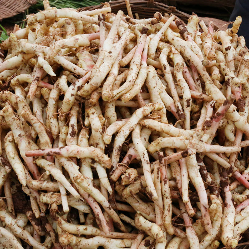 四川农家新鲜细小仔姜嫩姜脆嫩姜芽 大仔姜1斤【图