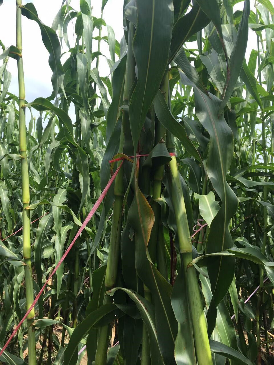 小城伊香(xiaochengyixiang)上海崇明甜芦粟芦稷高粱甜杆小甘蔗甜卢粟