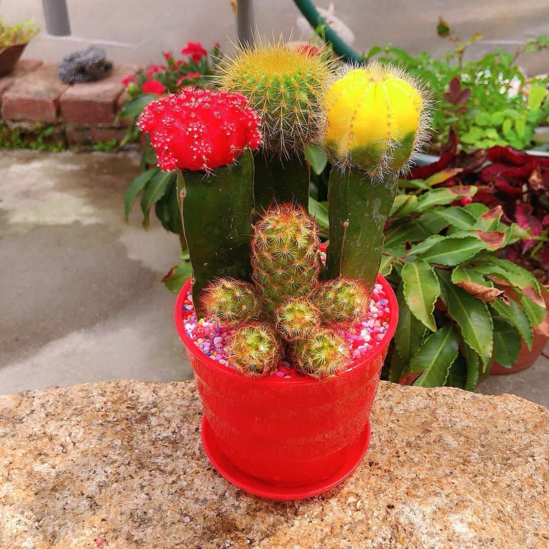 仙人球三色球组合小盆栽室内开花防辐射新款多肉植物四色球两盆带瓷盆