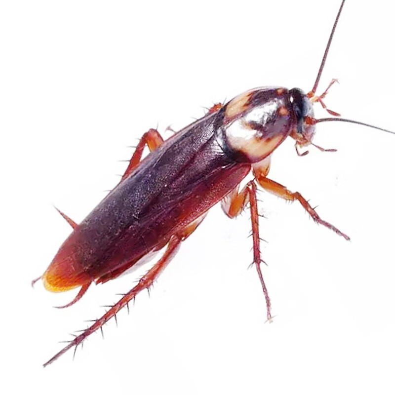 活体无菌樱桃蟑螂樱桃红蟑螂守宫蜥蜴龙鱼异宠饲料幼体活蟑螂 蟑螂