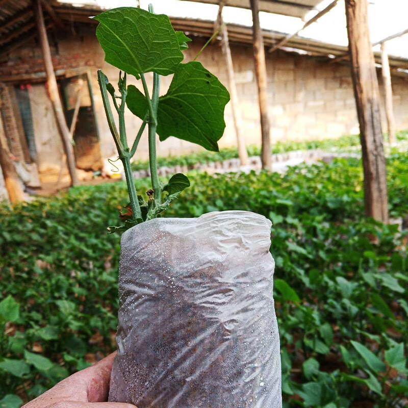 北蔬 佛手瓜苗子福寿瓜种苗扶手瓜菜瓜 【寿光苗】佛手瓜苗3棵(带苗