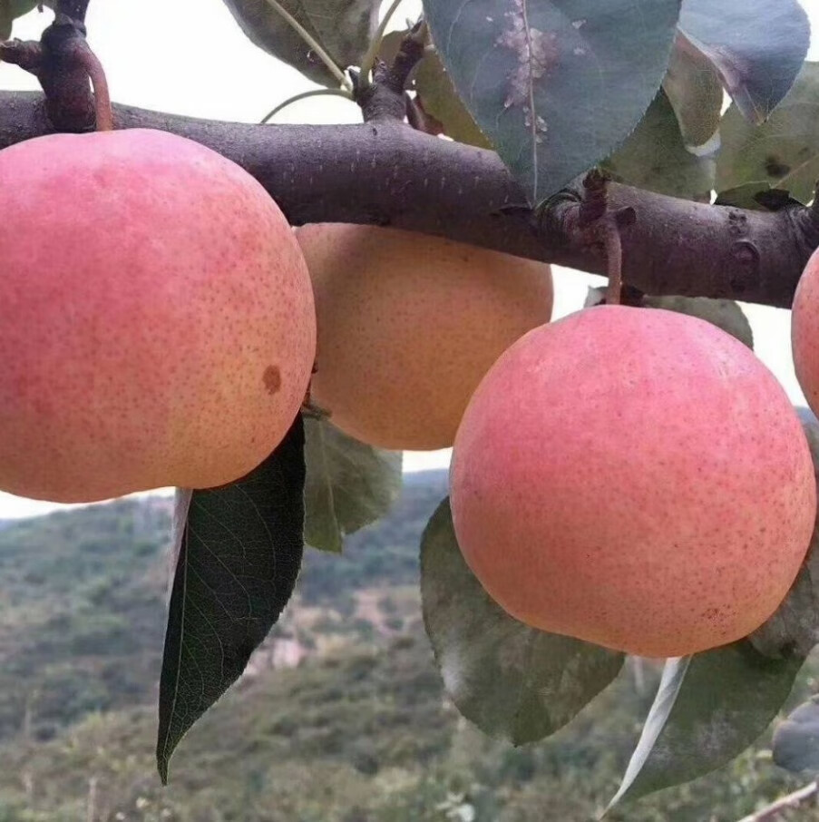 梨子北京平谷佛见喜梨现摘现发脆甜多汁礼盒当季孕妇水果 5.