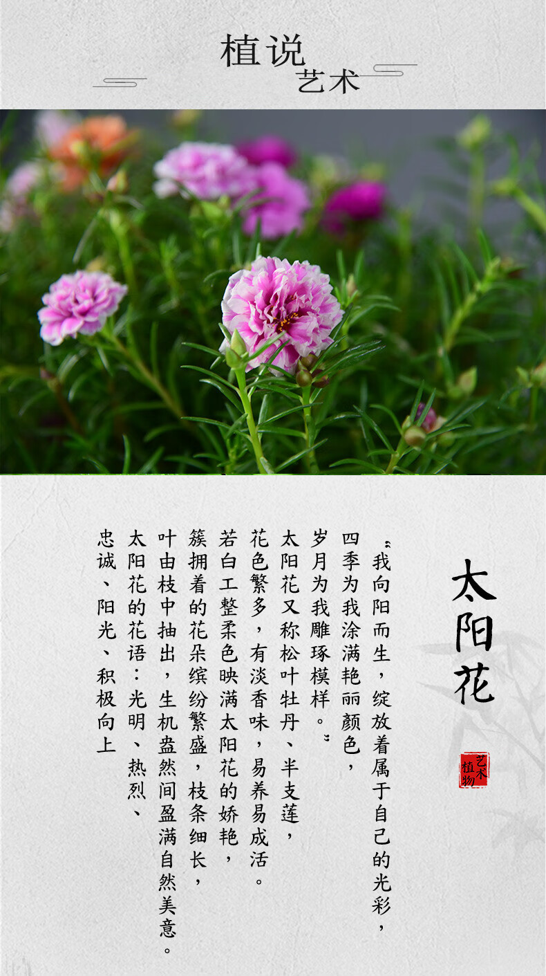 太阳花盆栽混色重瓣观花庭院阳台植物桌面花卉净化空气开花绿植f8