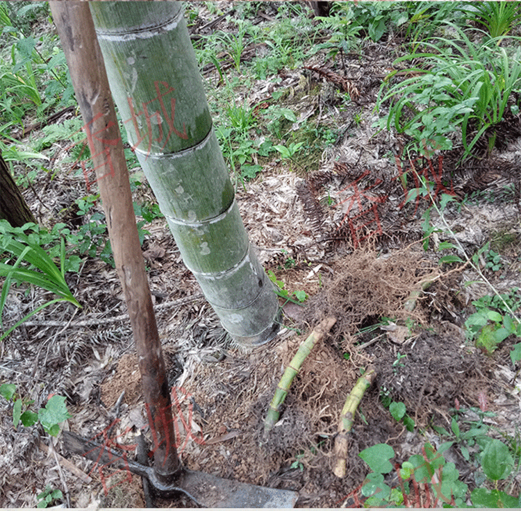 大型竹子苗巨龙竹竹苗食用竹笋毛竹楠竹庭院种植四季常青室外绿化巨龙
