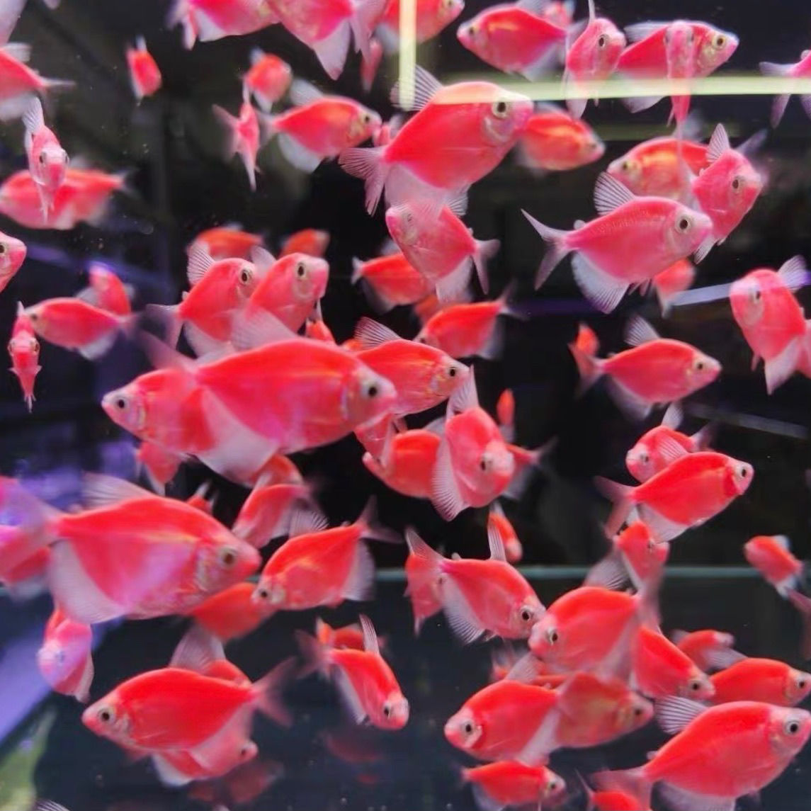 柠檬天使鱼蓝莓紫衣天使鱼小型淡水热带观赏鱼真实发色不褪色四色天使