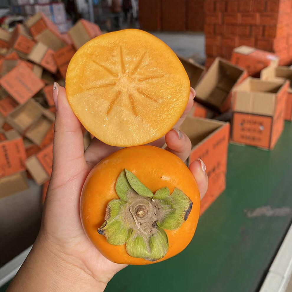 鲜有志陕西阳丰脆柿5斤现摘 新鲜水果巧克力甜柿 【阳丰脆柿】5斤(约