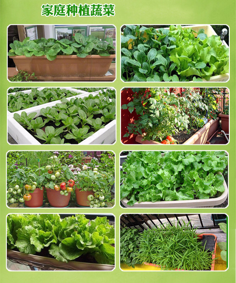 四季蔬菜菜种种子南北方农家阳台盆栽种菜菜籽 一点红苋菜约1000粒