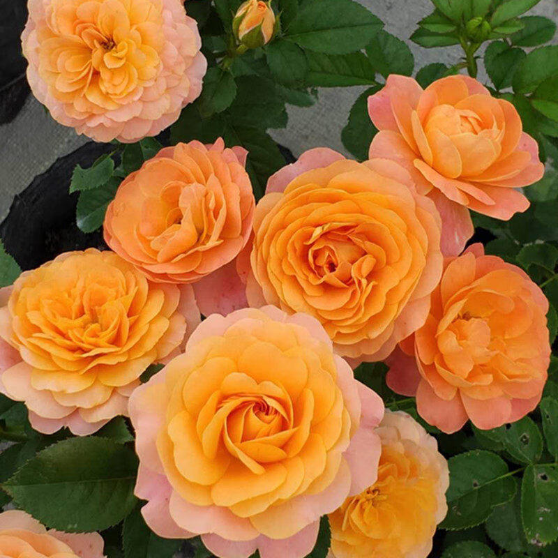 钻石玫瑰红钻月季花苗盆栽四季开花欧月浓香灌木阳台绿植物花卉 夏日