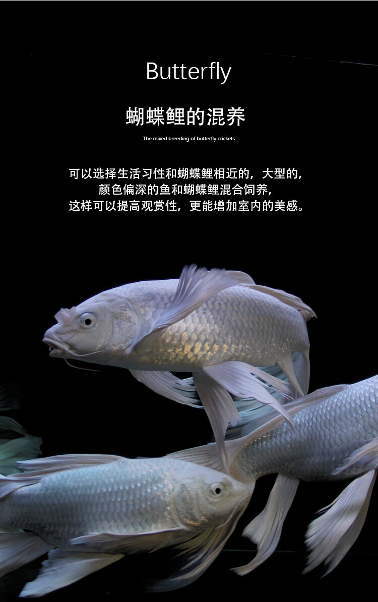 正宗蝴蝶鲤白金龙凤锦鲤蝴蝶龙鲤鱼观赏鱼冷水鱼活体 【贵妃】3-4cm