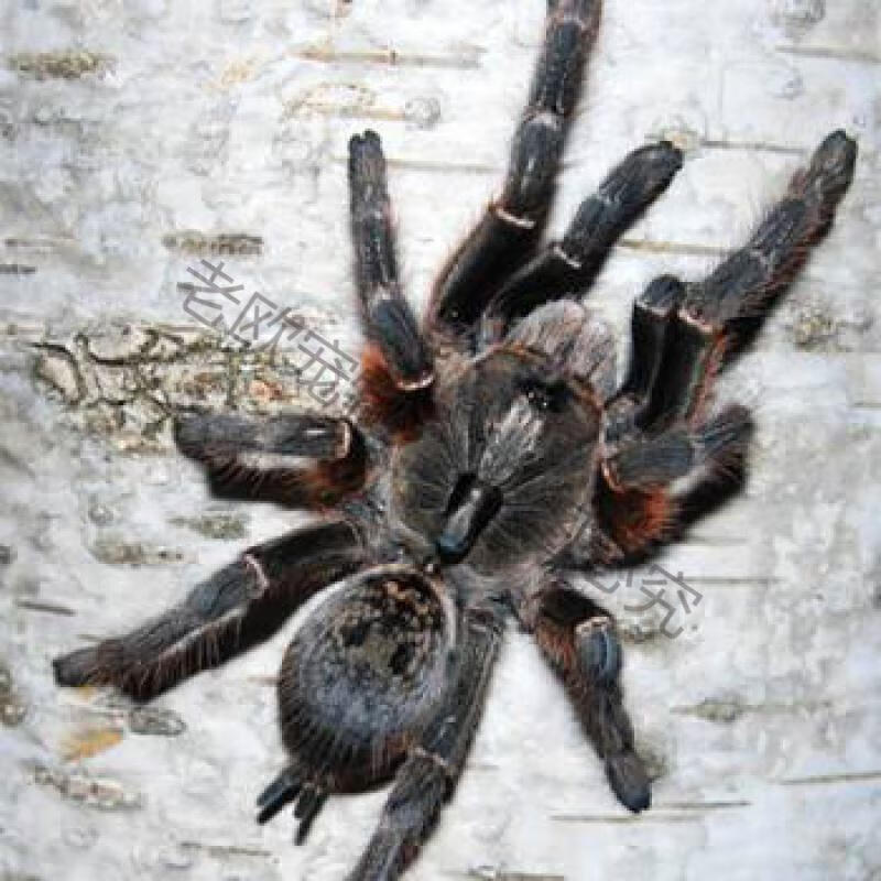 老欧非洲烈阳橙巴布c8活体宠物蜘蛛幼苗爬宠成体活物织网穴栖包活 椰