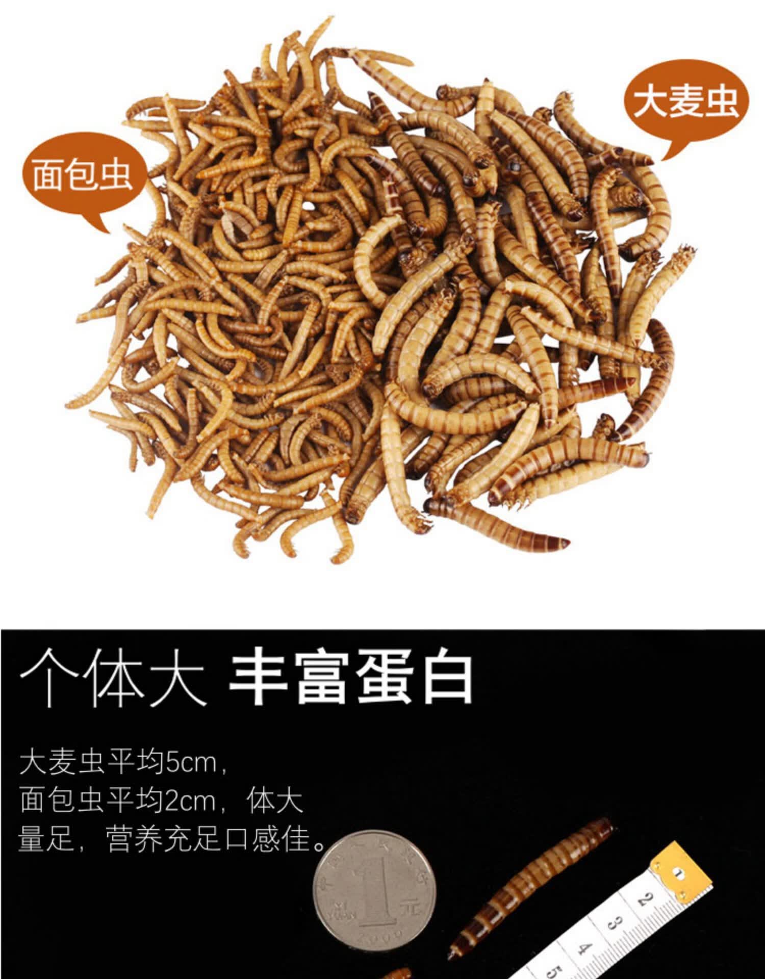 鱼饲料活体画眉鸟八哥鸟食葡萄蜜虫子幼体钓鱼饵料乌龟爬行宠物饲料