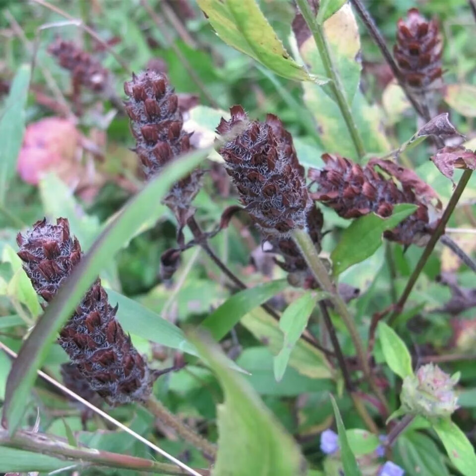 白毛夏枯草图片欣赏图片