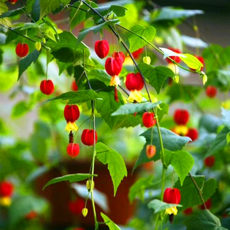 燈籠花藤本爬藤植物盆栽蔓性風鈴花室內外庭院觀花綠植四季好養t7