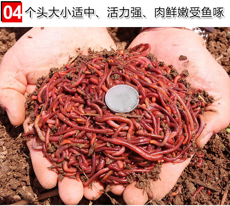 散装蚯蚓盒装红蚯蚓1斤鲜活体钓鱼饵料红虫活饵种苗养殖鱼饵蚯蚓土养