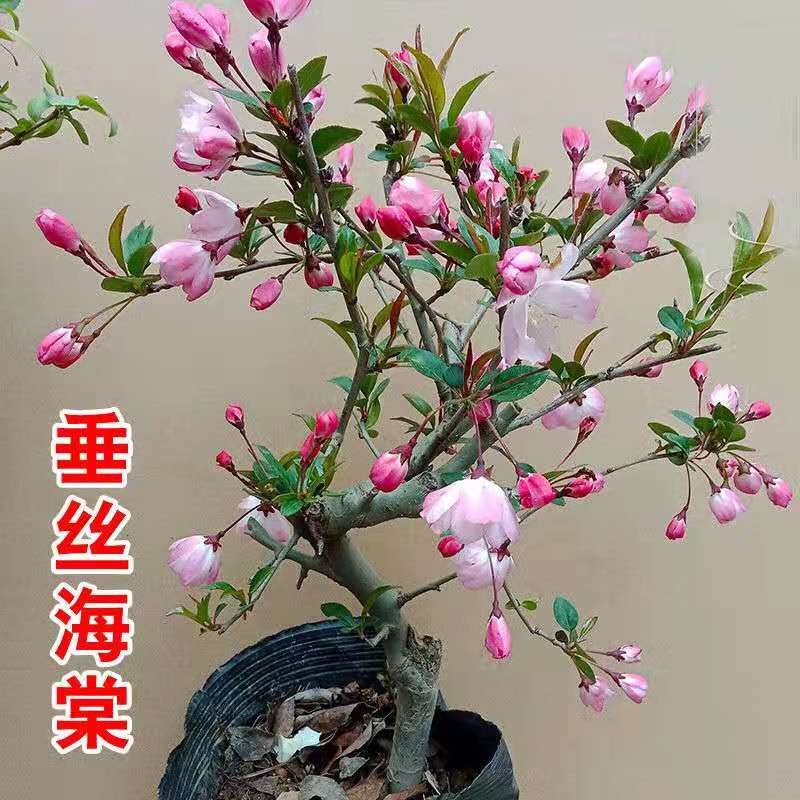 長壽冠海棠盆栽盆景梅花樹樁重瓣紅花海棠花紅梅樹苗耐寒植物12年長壽