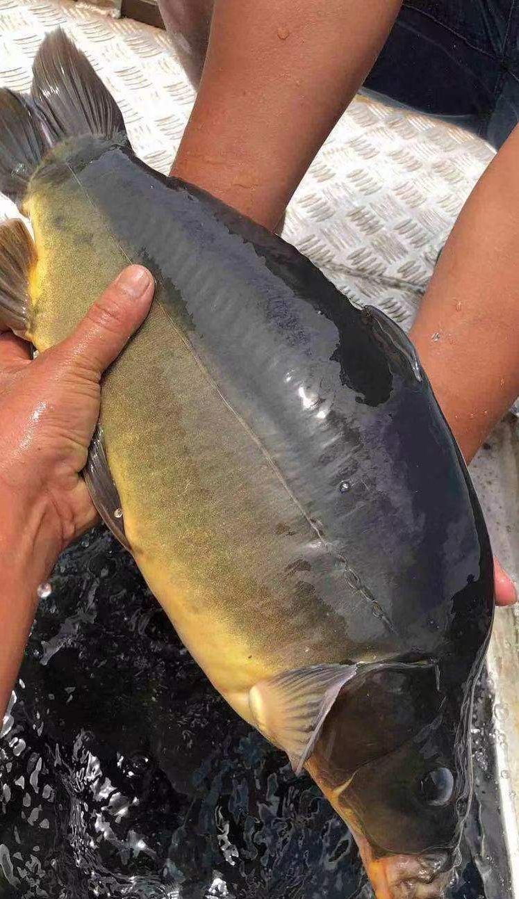 三道鳞鱼东北三道鳞鱼黑龙江淡水鱼三道鳞无鳞鱼鲜