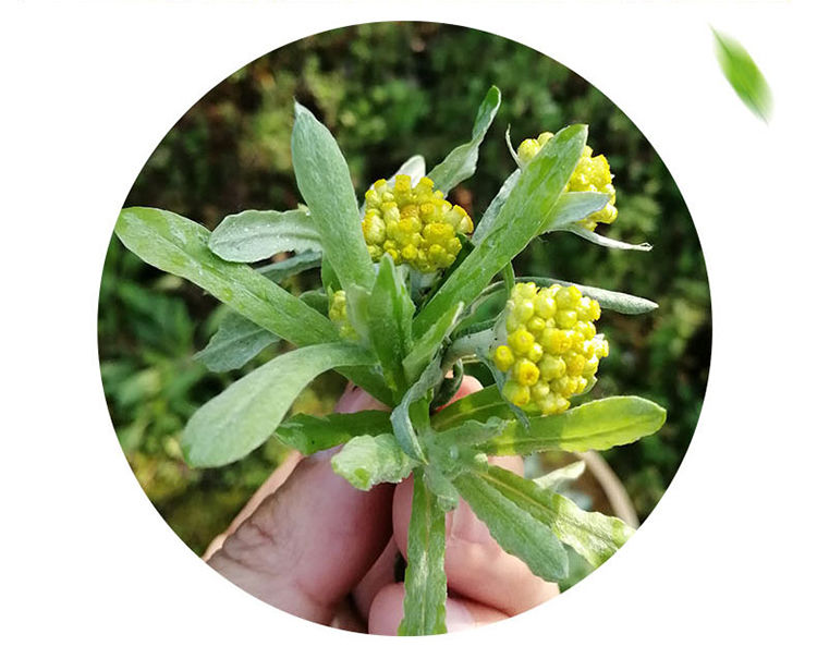 新鲜现摘鼠曲草叶清明草粑野生清明菜青团佛耳绒毛菠菠草现摘清明草1