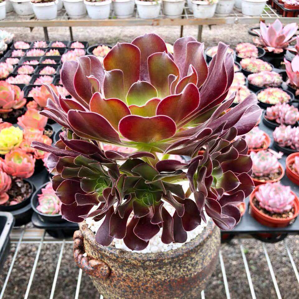 黑法师多肉植物盆栽超大多头法师多肉老桩组合绿植特价清仓 【必买】