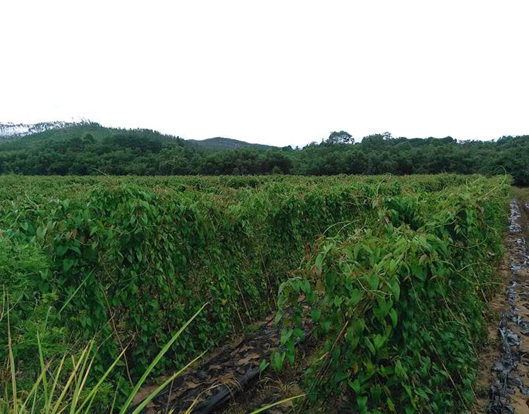 江西脚板薯白色大薯5斤赣南紫山药毛薯农家新鲜蔬菜现挖淮山5斤5斤