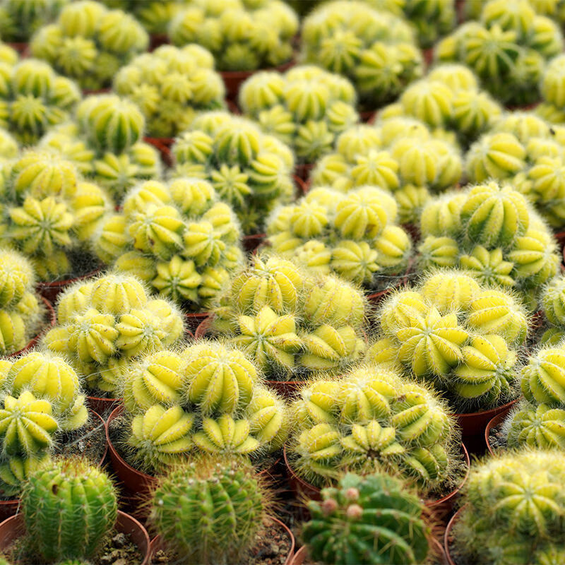 多头开花仙人球群生银光锦办公室防辐射桌面组合盆栽多肉植物批发麦桑
