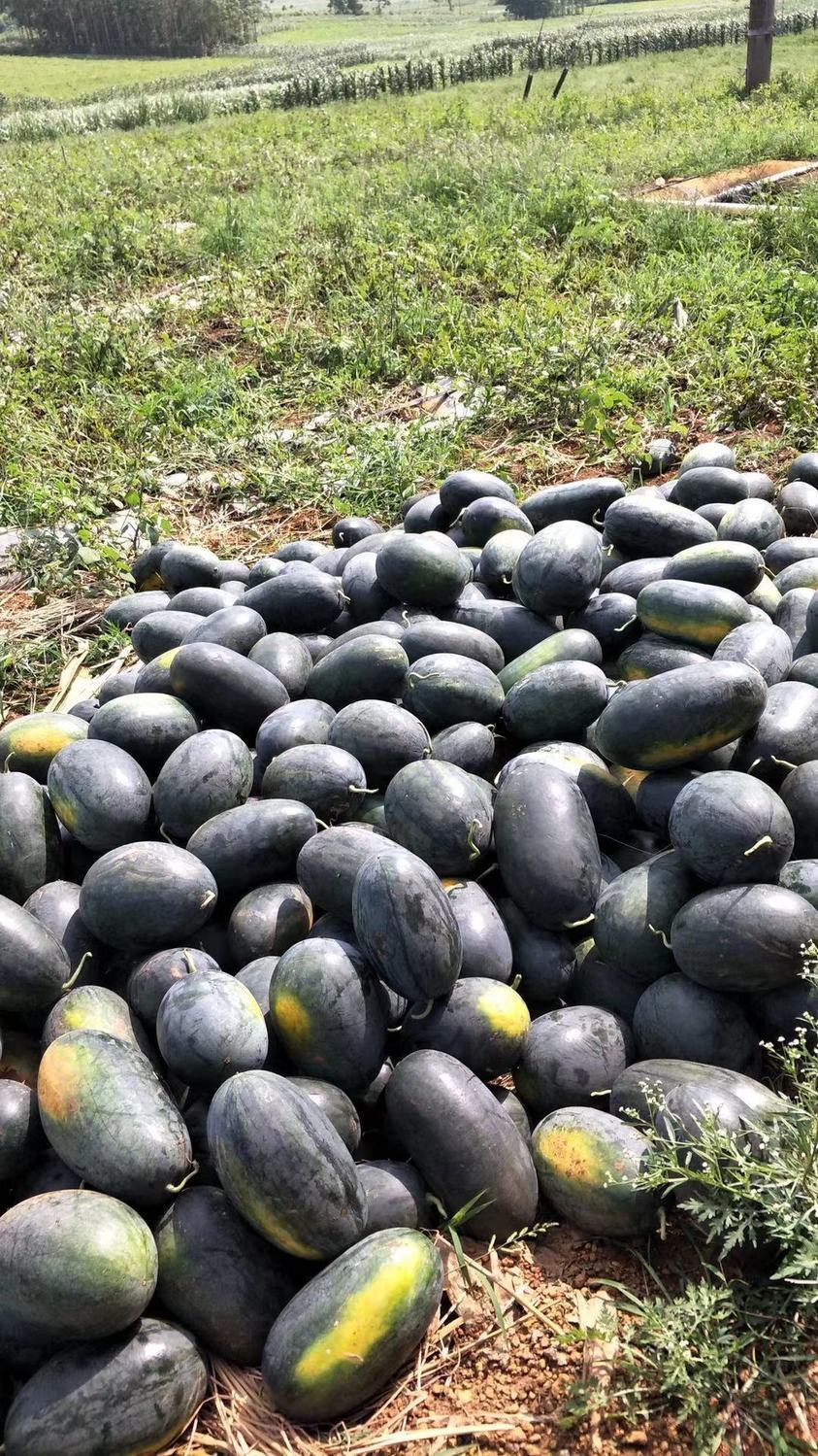 知言果特价应季越南黑美人高山山地西瓜很甜新鲜当季水果薄皮整批发一