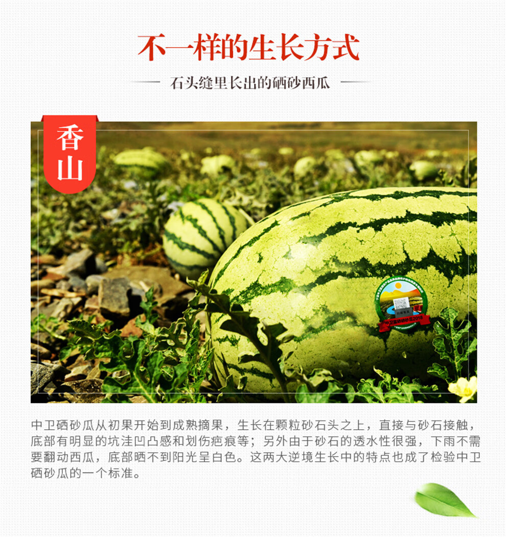 【中卫供销】 宁夏中卫富硒硒砂瓜 香山核心产区硒砂西瓜 原产地直供 