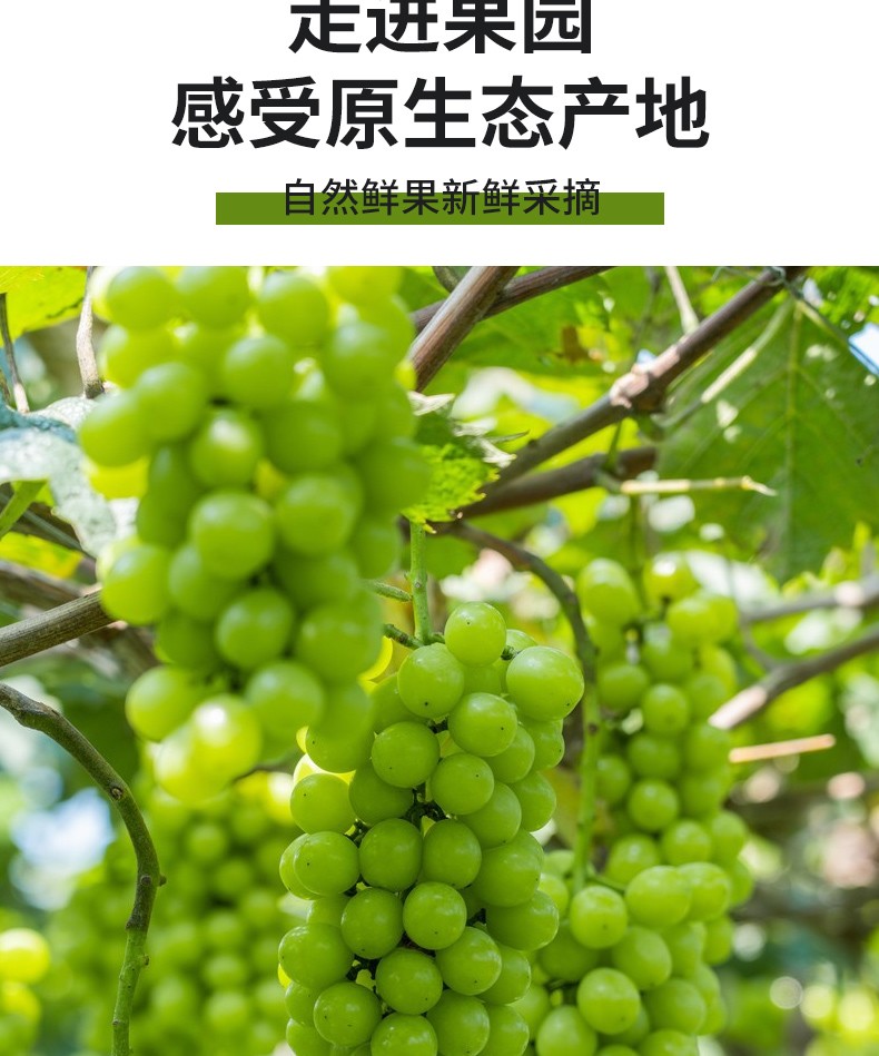 云南宾川阳光玫瑰葡萄晴王香印青提新鲜应季水果顺丰