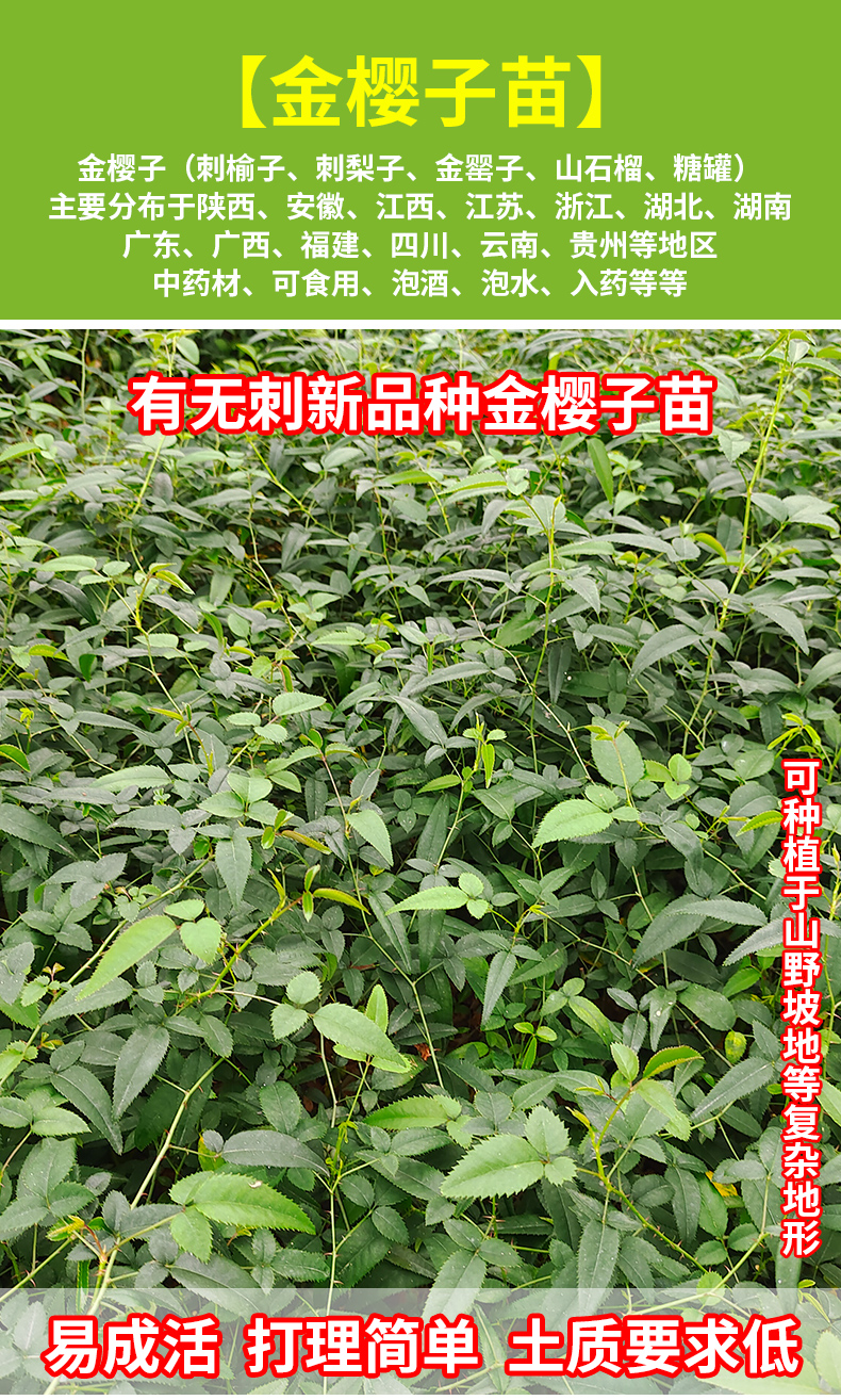 文静花坊 金樱子树苗带刺品种梨有无刺果子中可入药泡酒带土发货