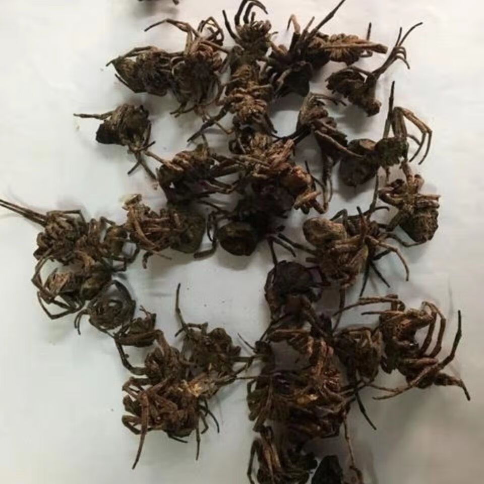 蜘蛛药材黑蜘蛛中药材药用蜘蛛野生黑蜘蛛佗迎堂5克一点点