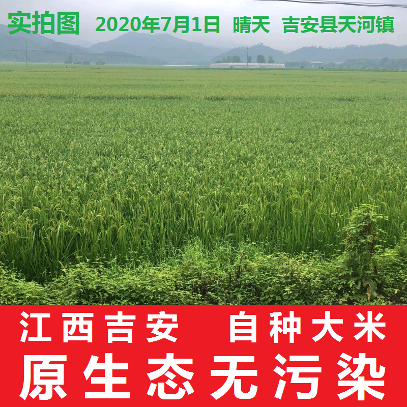 5折杂交稻米江西农家自种长粒早稻米早籼米杂交香米不抛光无粘性大米5