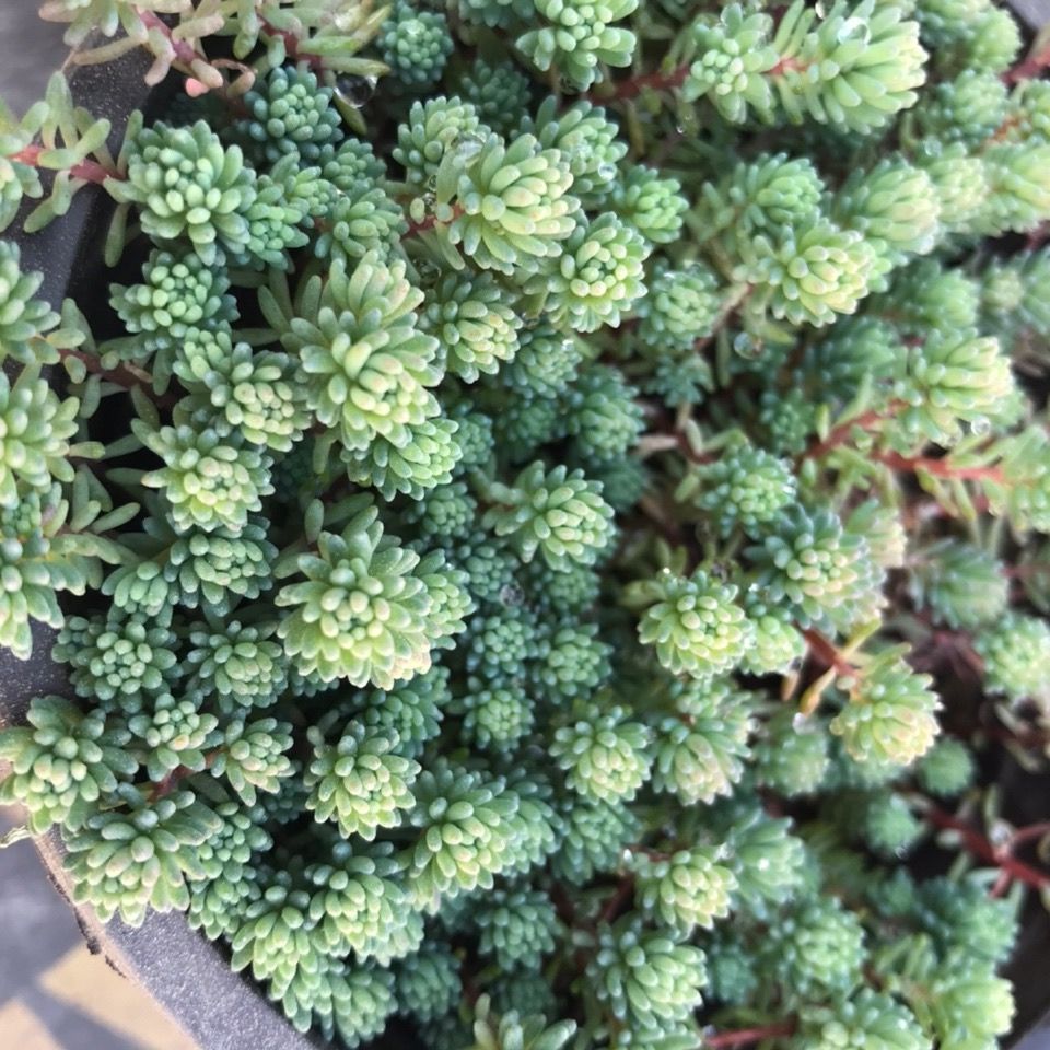 多肉薄雪万年草小松原盆原土发货易暴盆耐寒耐旱好养活盆栽植物薄雪