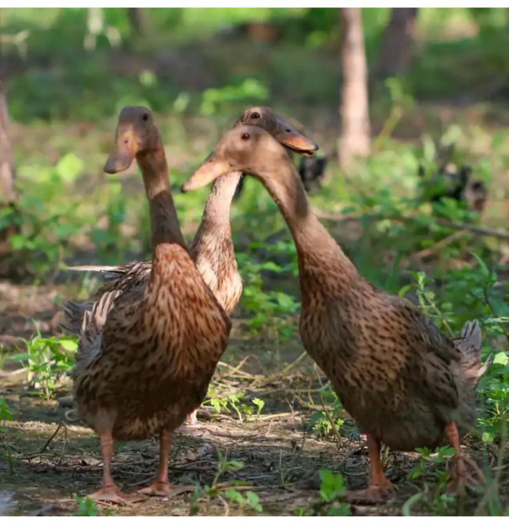 现杀现发老鸭农家土鸭麻鸭鸭肫鸭子新鲜鸭肉鸭爪鸭脖净重3斤35斤精选