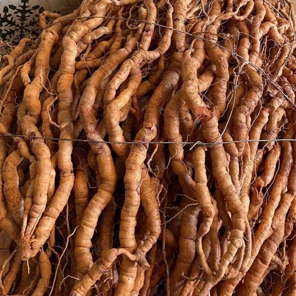 医味巴戟天中药材500g新鲜大肉巴戟天男性泡酒料茶可配肉苁蓉原料