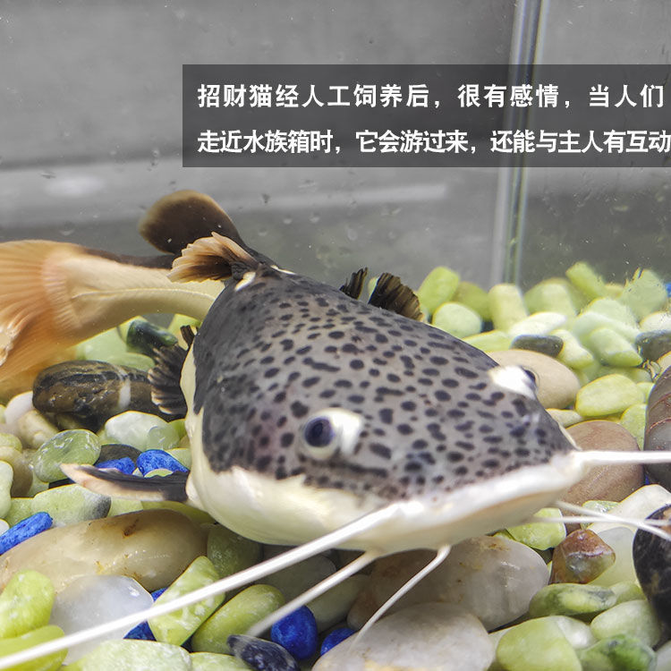 活金丝猫鱼体狗仔鲸鱼大型热带观赏鱼底层鱼 11-13cm猫2条【图片 价格